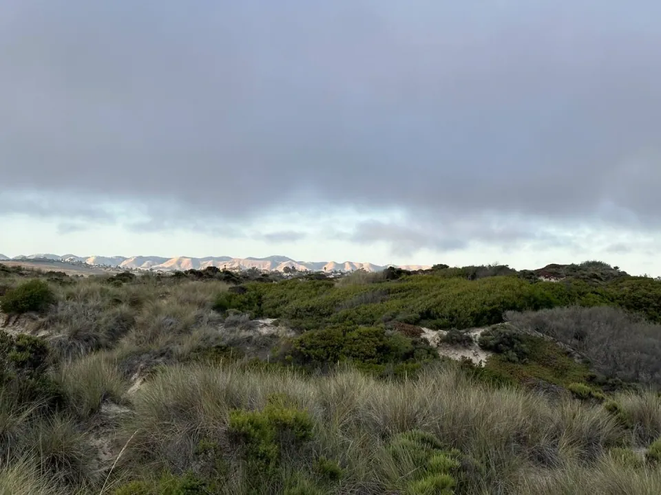 Coastal scrub and dunes under a grey sky