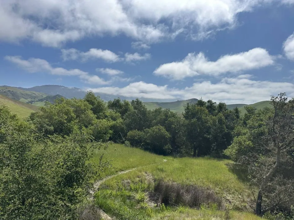 Oaks and a green meadow beneath scattered clouds