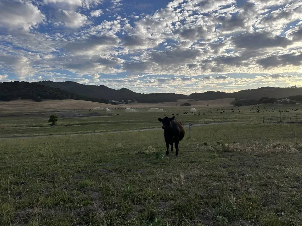 A lone black cow in a pasture under a dappled sky