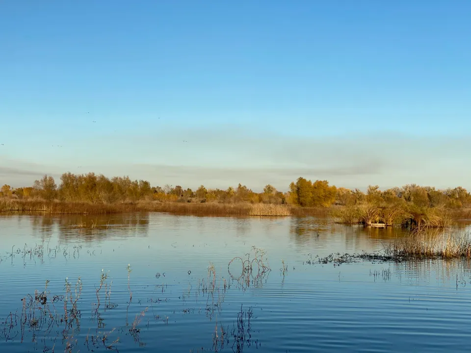 Autumn trees reflected in still flooded wetland, deep blue sky