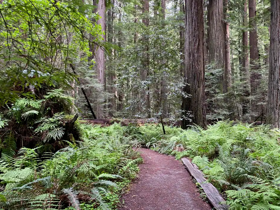 Path winding through ferns beneath towering redwoods