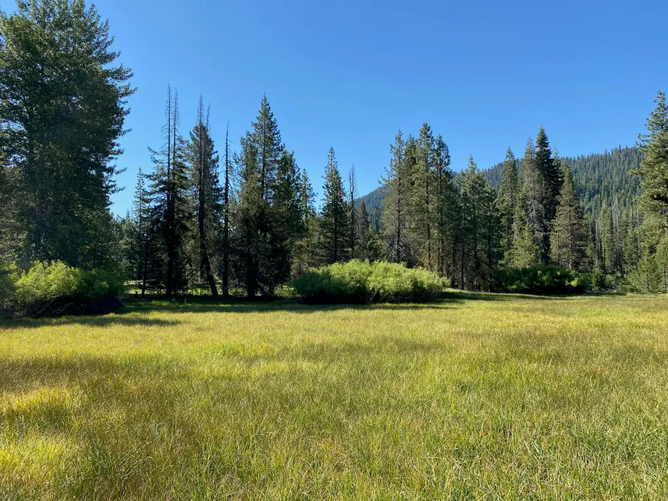 Sunny mountain meadow framed by tall pines and forested ridge