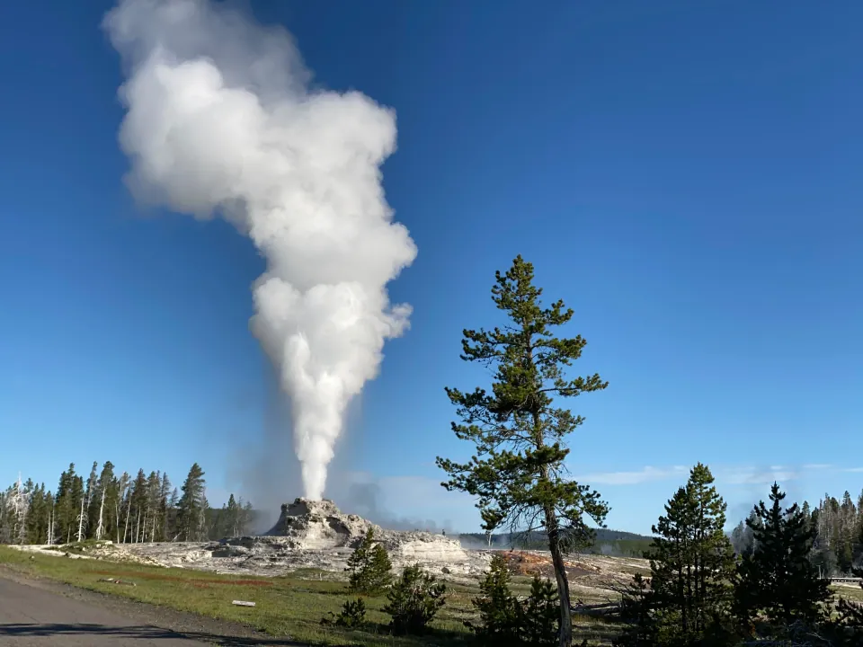 Yellowstone geyser erupting against deep blue sky, pines