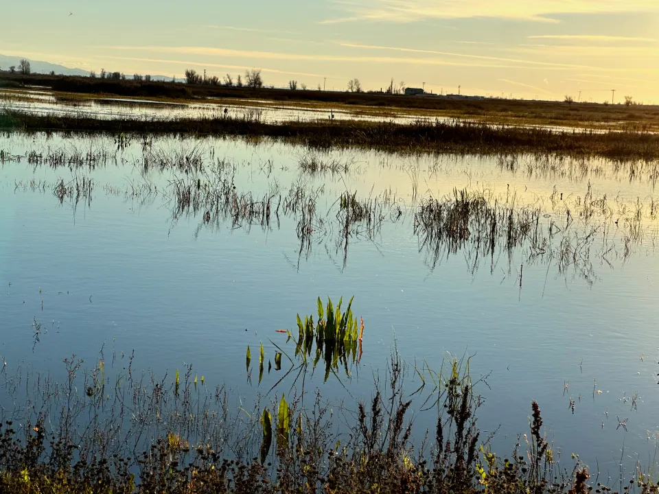 Flooded marsh with reeds glowing in low golden light