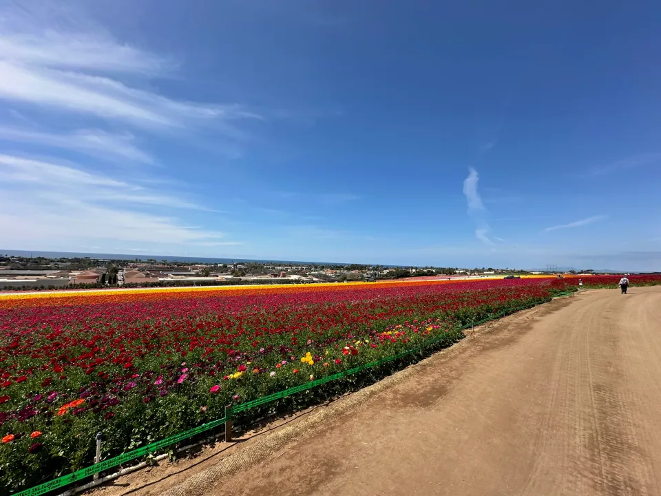 Colorful striped flower fields along dirt farm road under blue sky