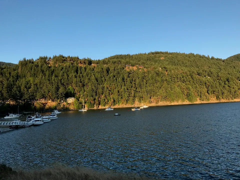 Forested island cove in warm evening light, calm blue water