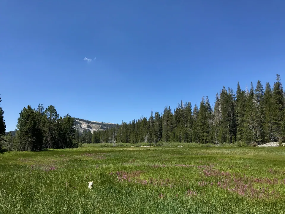 Alpine meadow edged by tall pines under blue sky