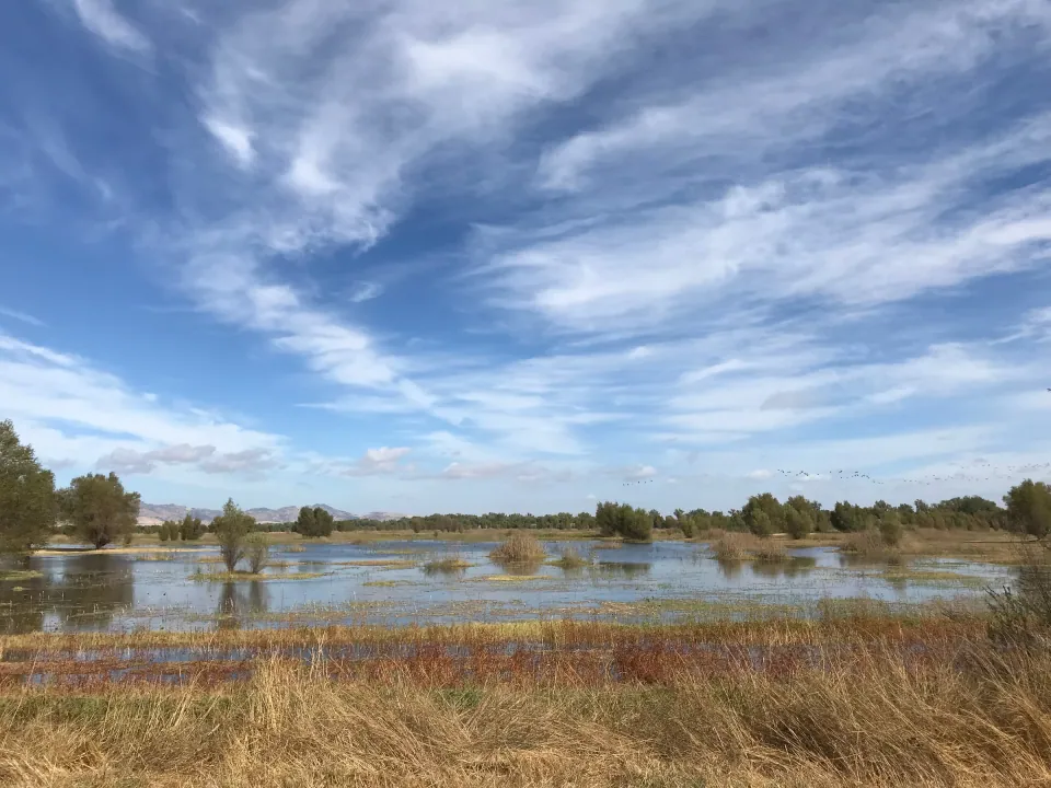 Flooded wetland reflecting streaky clouds and blue sky