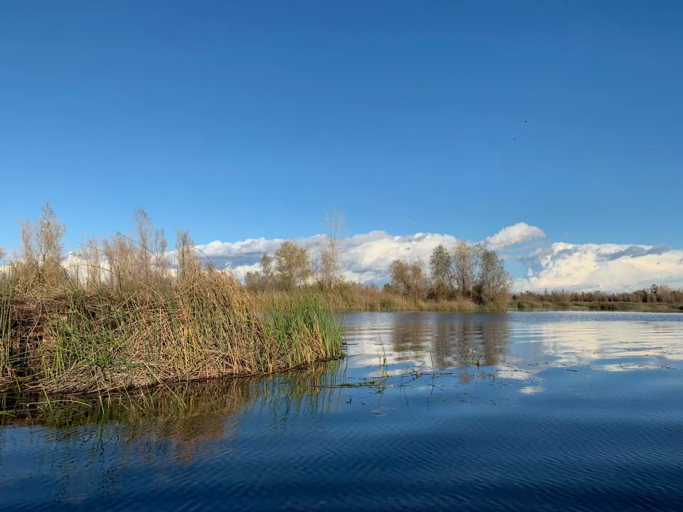 Still wetland pond with autumn reeds and distant snowy peaks