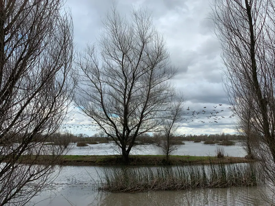 Bare winter trees standing in flooded wetland under heavy clouds