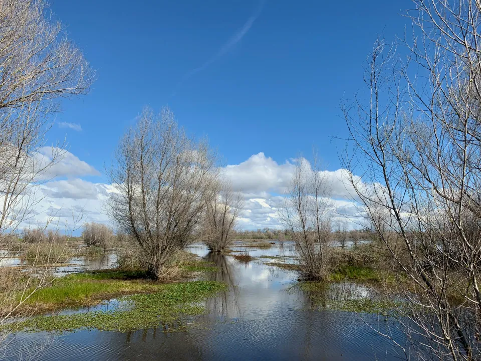 Flooded wetland with bare willows reflecting blue sky and clouds
