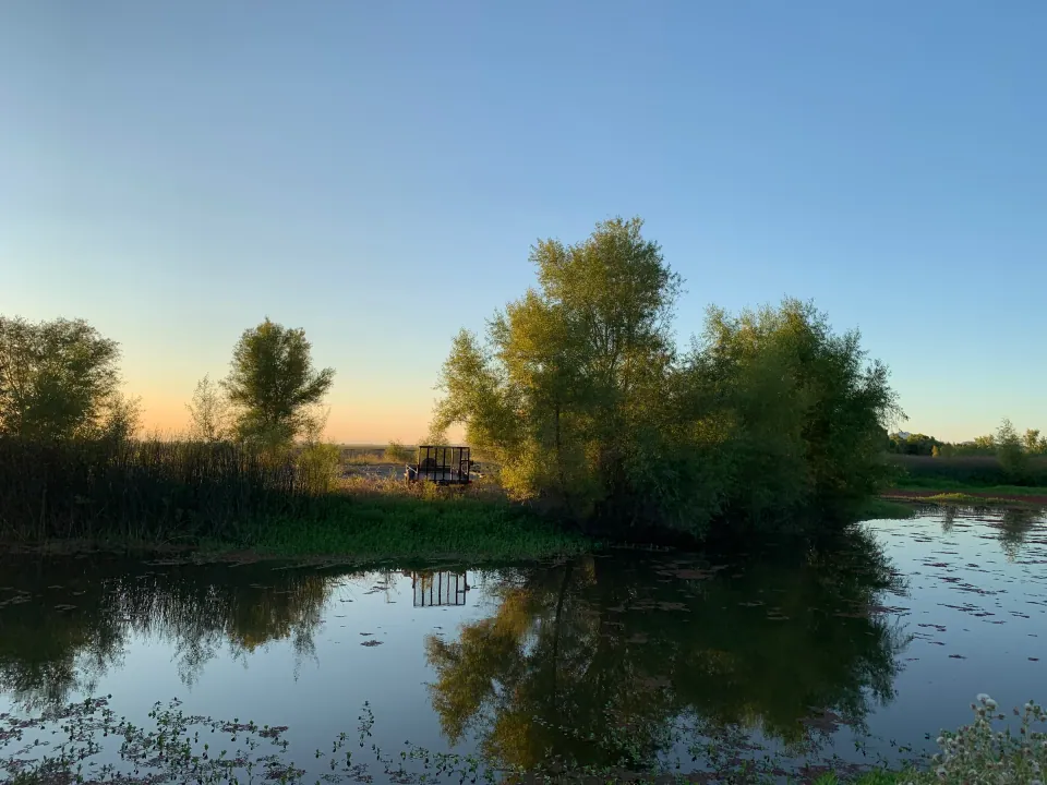 Trees reflected in still pond at golden sunset