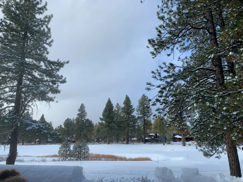 Snow-covered meadow ringed by tall pines under winter sky