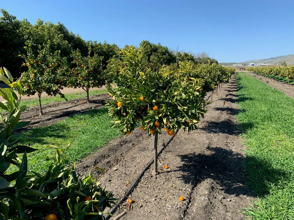 Rows of orange trees heavy with fruit in a citrus orchard