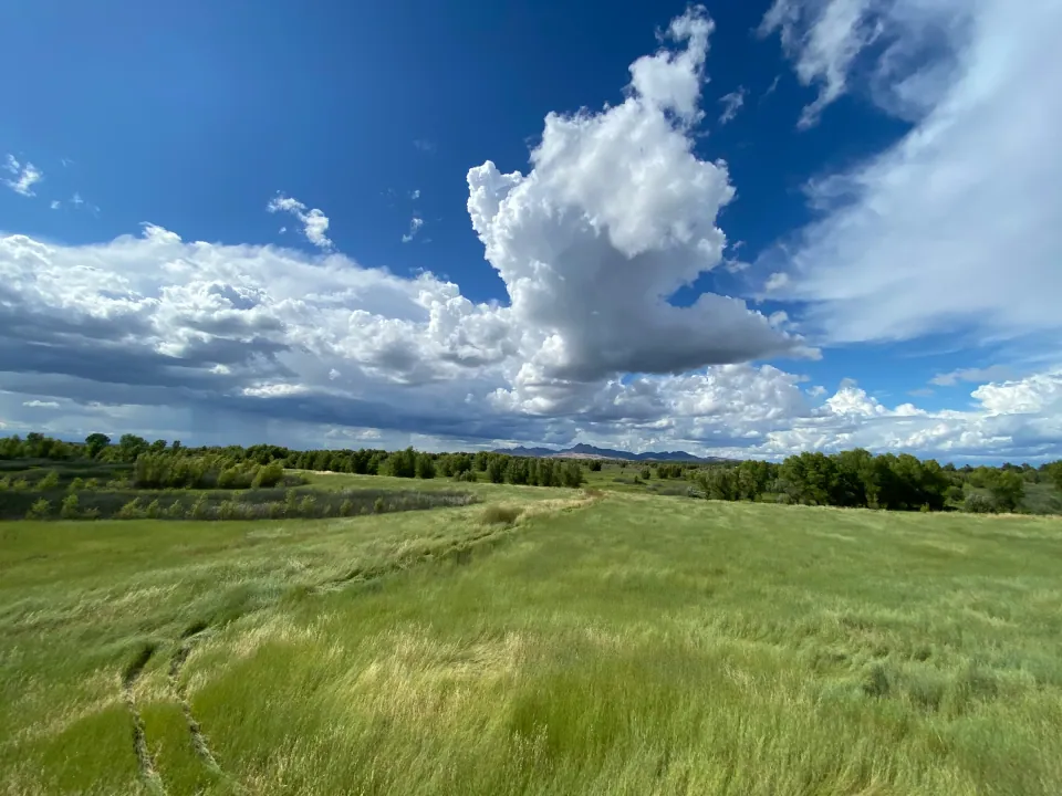Green grain field under towering summer cumulus clouds