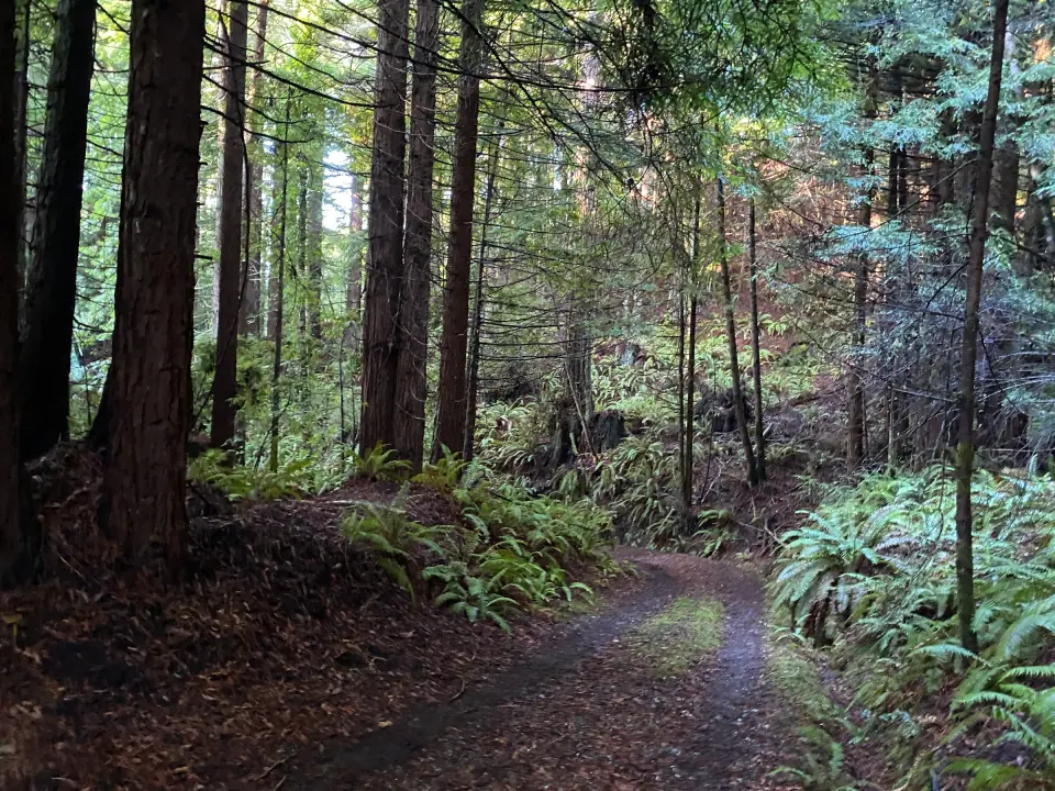 Trail through a redwood forest with ferns and dappled light
