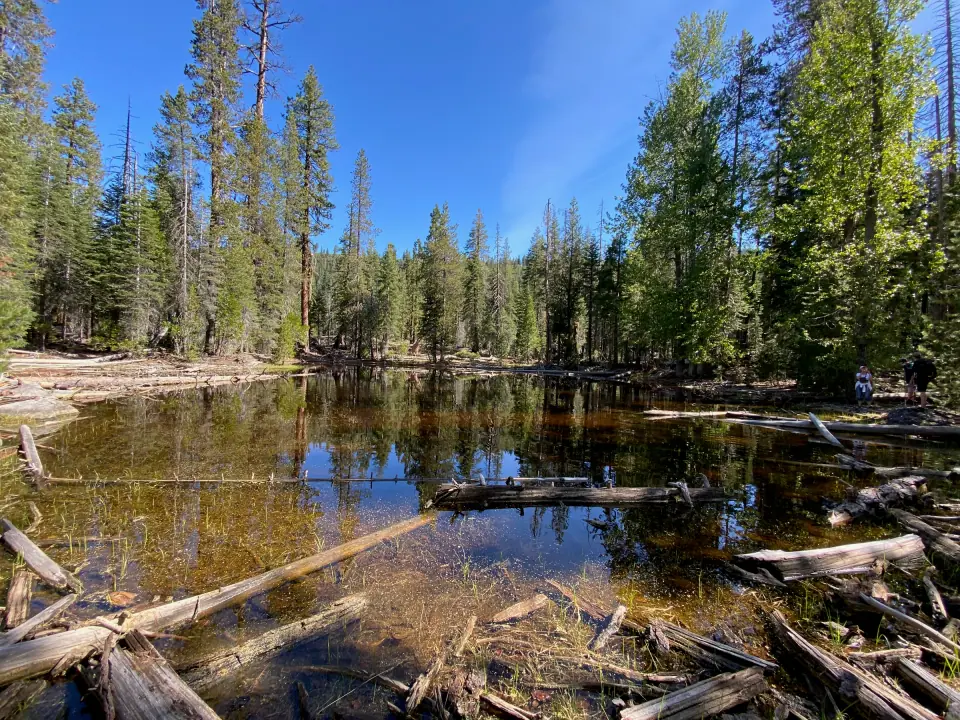 Still forest pond with fallen logs among tall pines