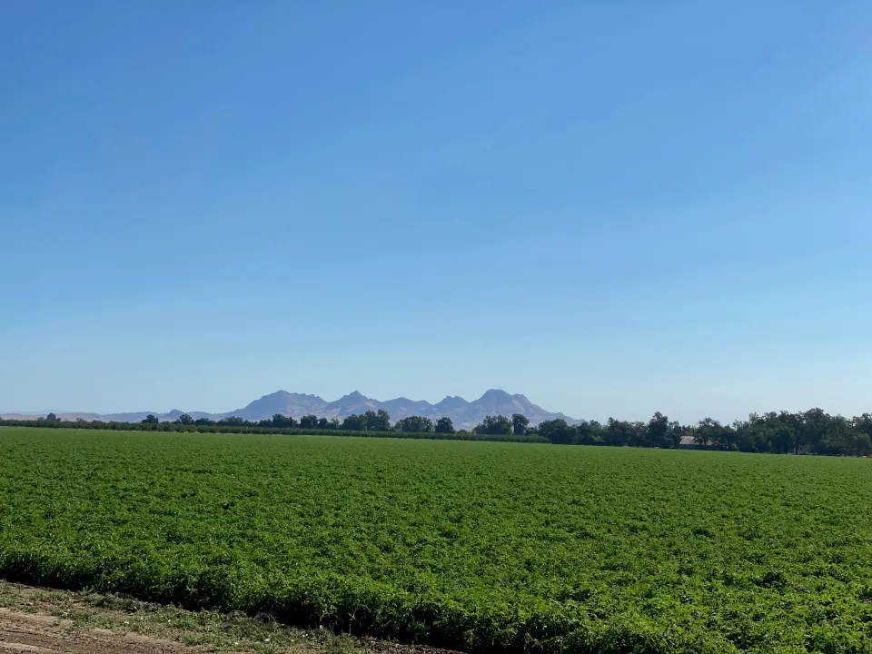 Lush green row crop field stretching to distant buttes