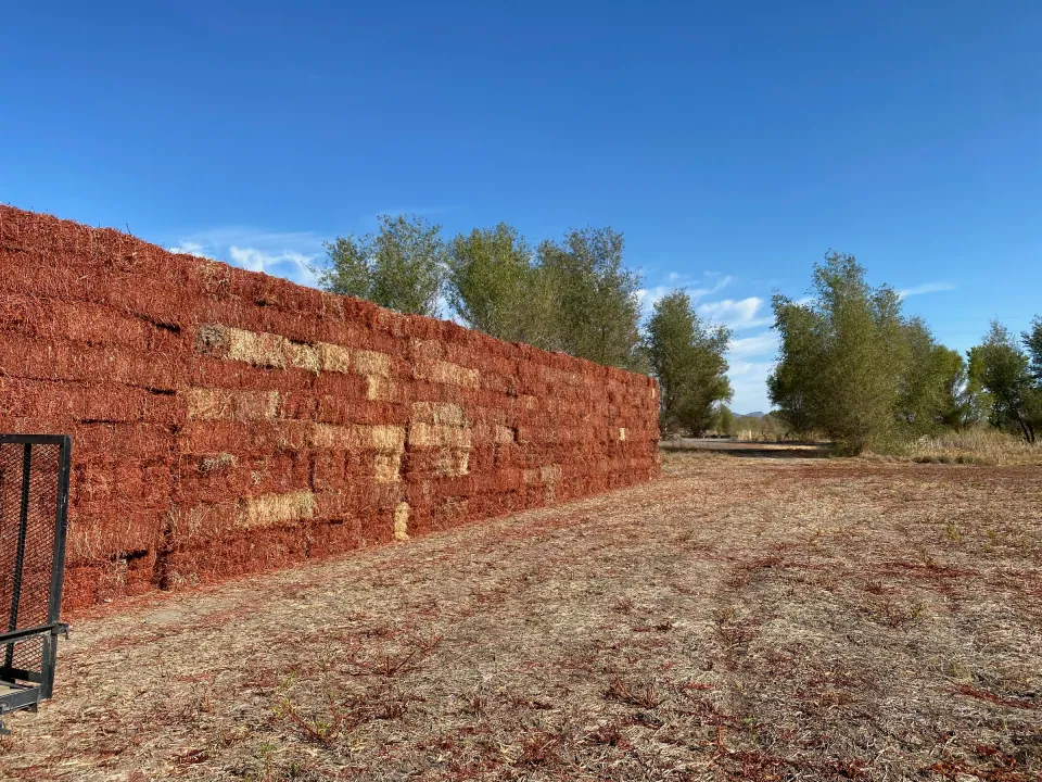 Long wall of stacked hay bales beside trees under clear blue sky