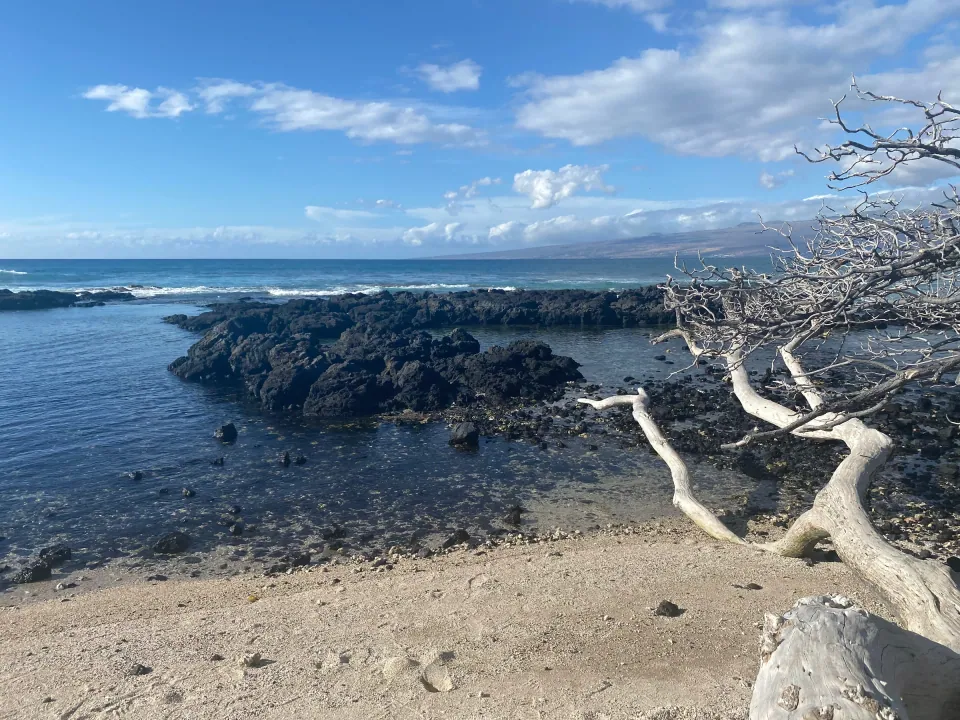 Black lava rock shoreline with bleached driftwood and blue Pacific