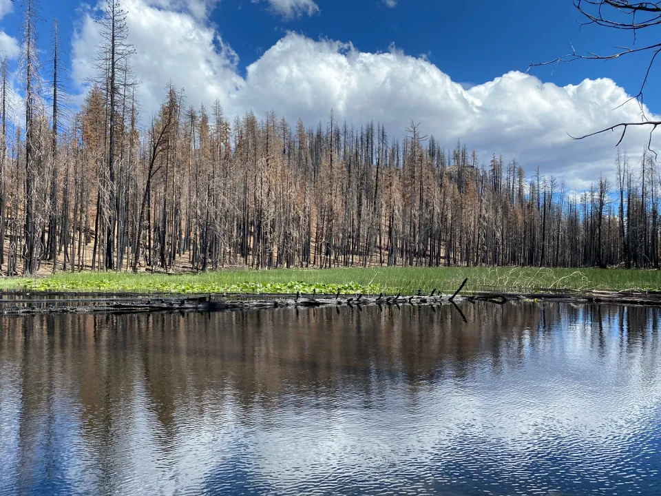 Still mountain pond reflecting tall pines and white clouds