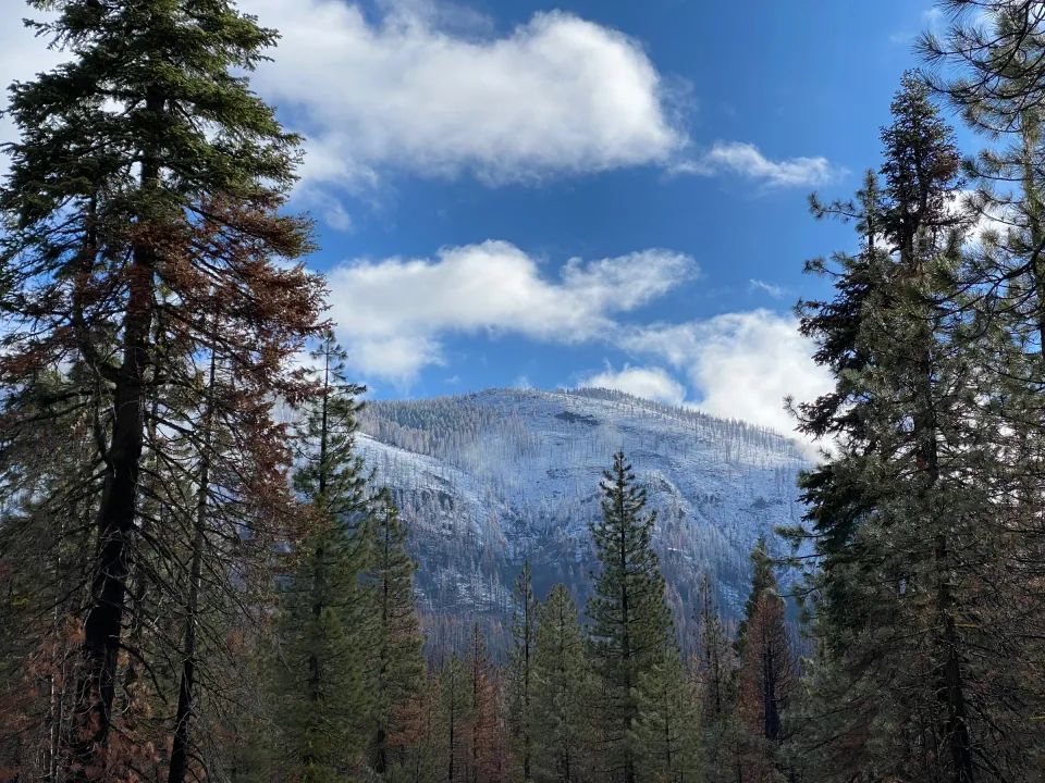 Snow-dusted peak framed by tall pines under blue sky and clouds