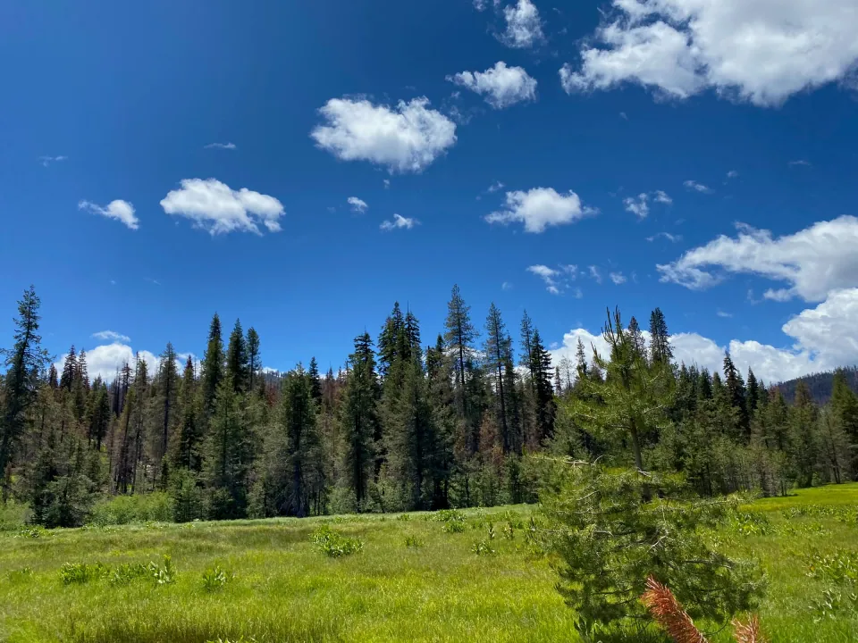 Green mountain meadow ringed by fir forest under bright clouds