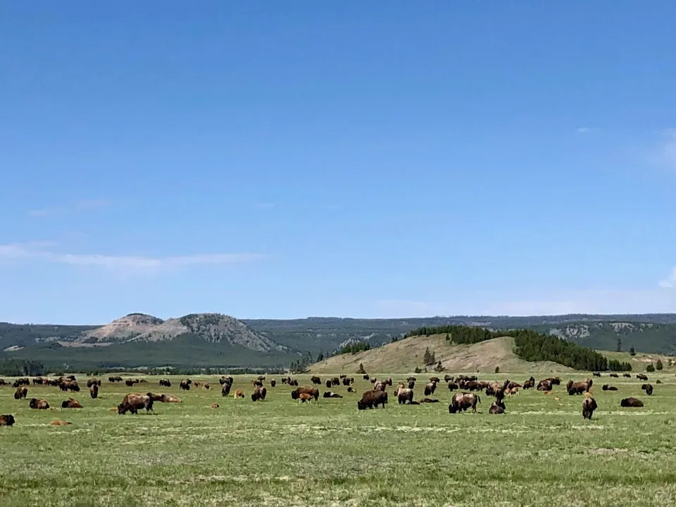 Bison herd grazing on open Yellowstone plain under blue sky