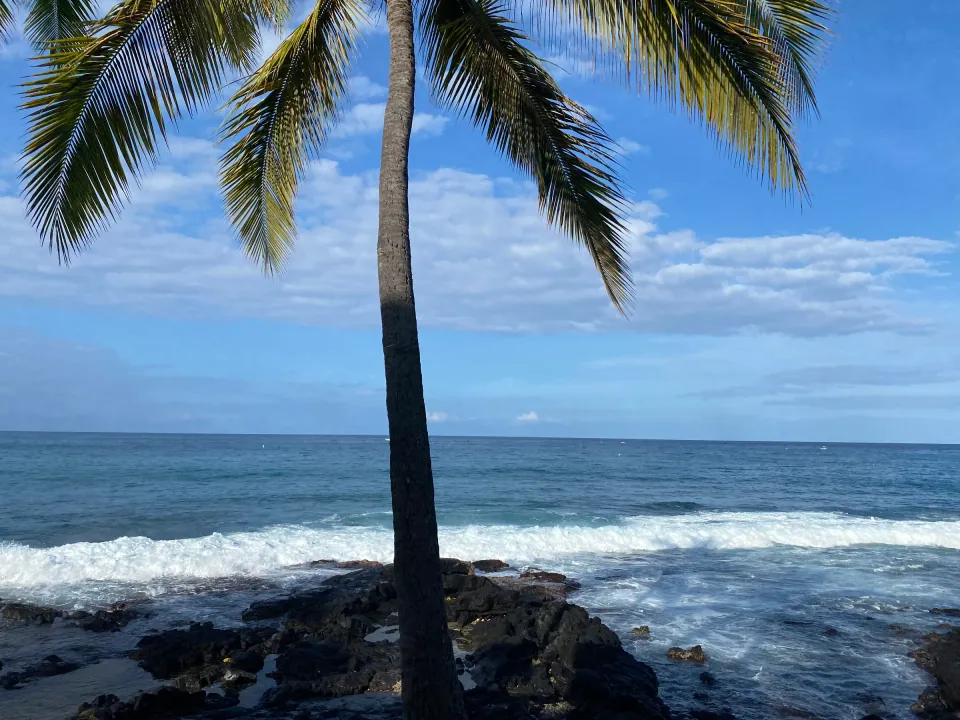 Hawaii palm framing surf breaking on black lava rocks