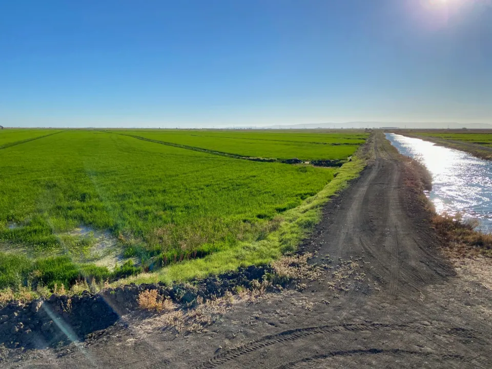 Bright green rice fields beside canal levee road, clear sky