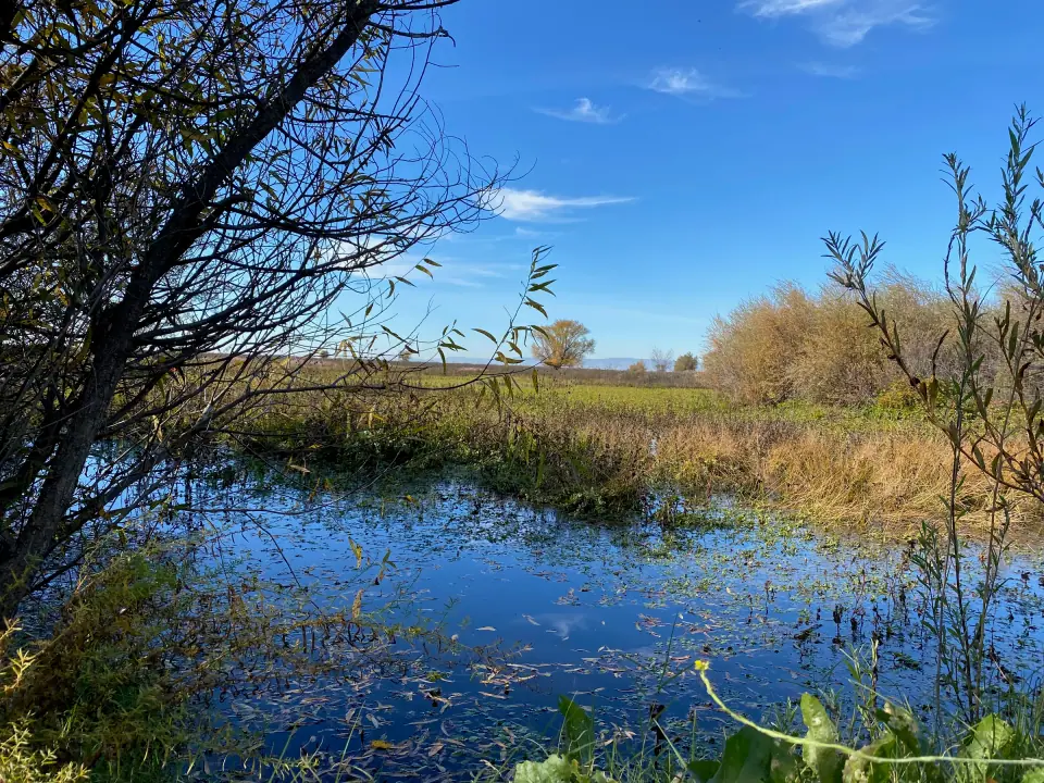 Delta wetland slough reflecting blue sky, autumn willows