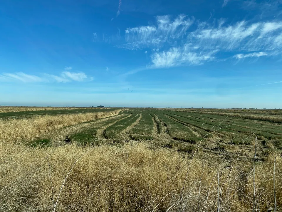 Delta crop rows stretching to horizon under wispy clouds