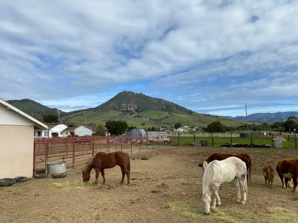 Horses grazing in ranch corral below green volcanic peak