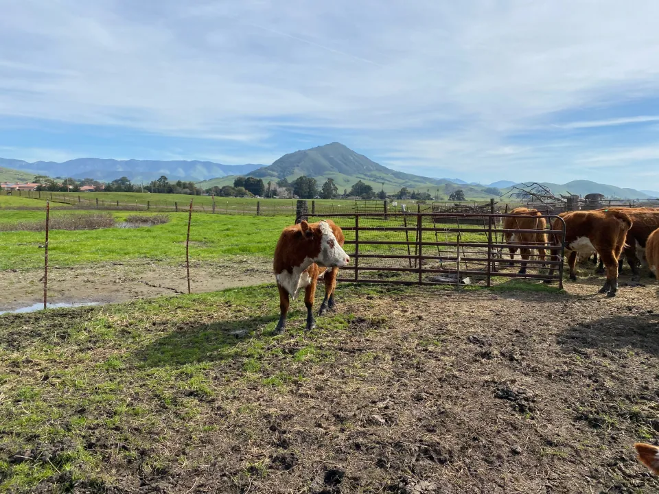 Hereford cattle in corral below distant volcanic peak