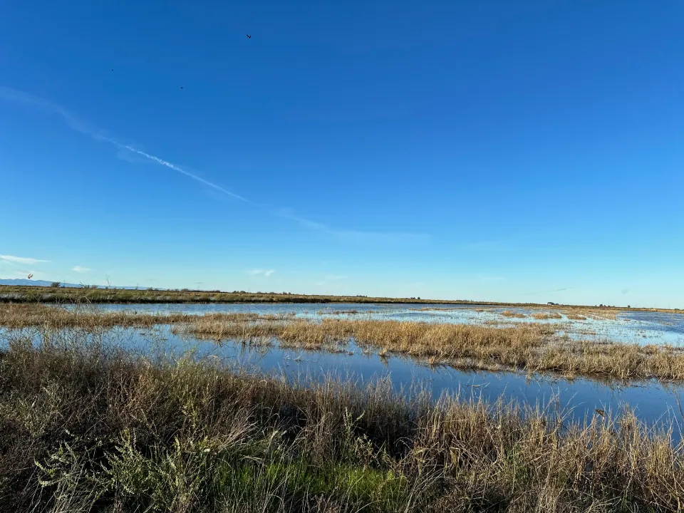 Winter wetland ponds under clear blue sky