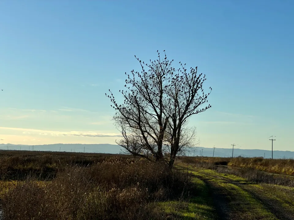 Lone bare oak on open grassland at dusk