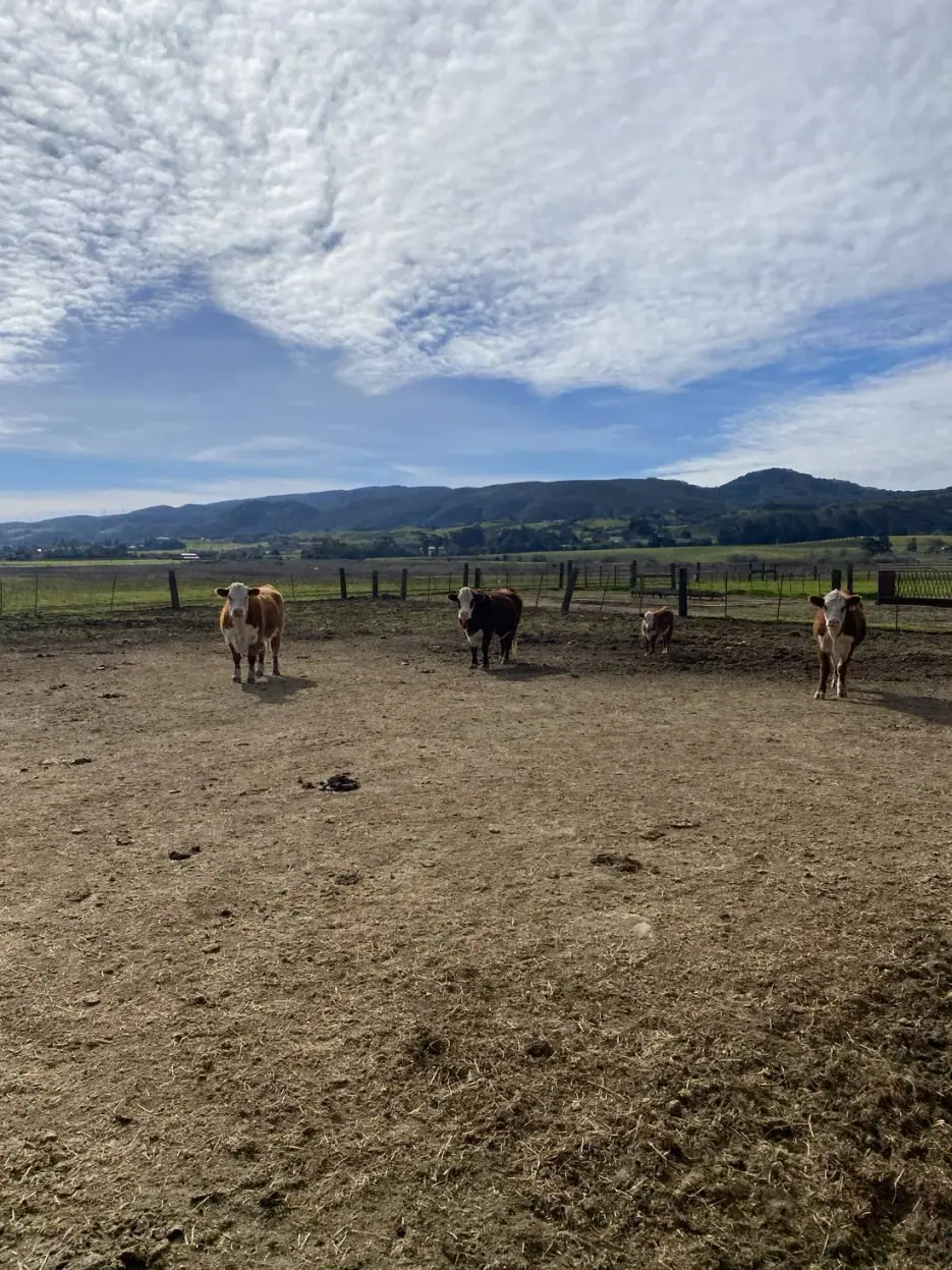 Cattle in a dirt corral below wooded hills