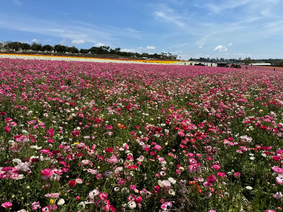 Sea of pink and white ranunculus blooms stretching to the horizon