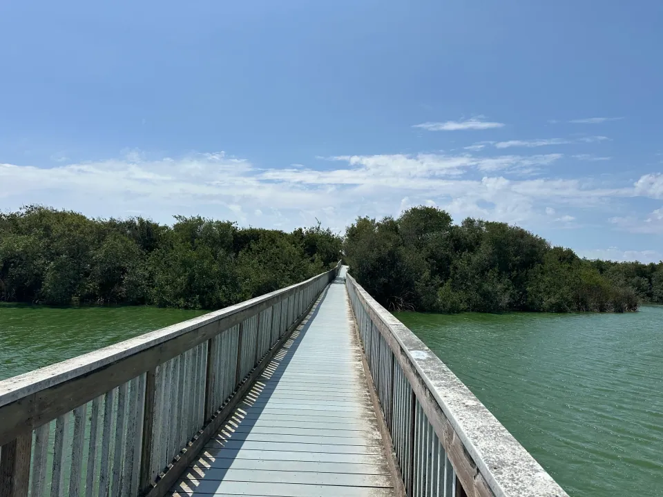 Long wooden footbridge across green lake water toward wooded shore