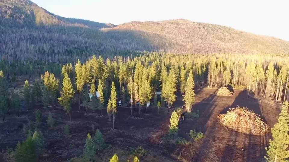 Aerial of pine forest regrowth in golden light below mountain ridge