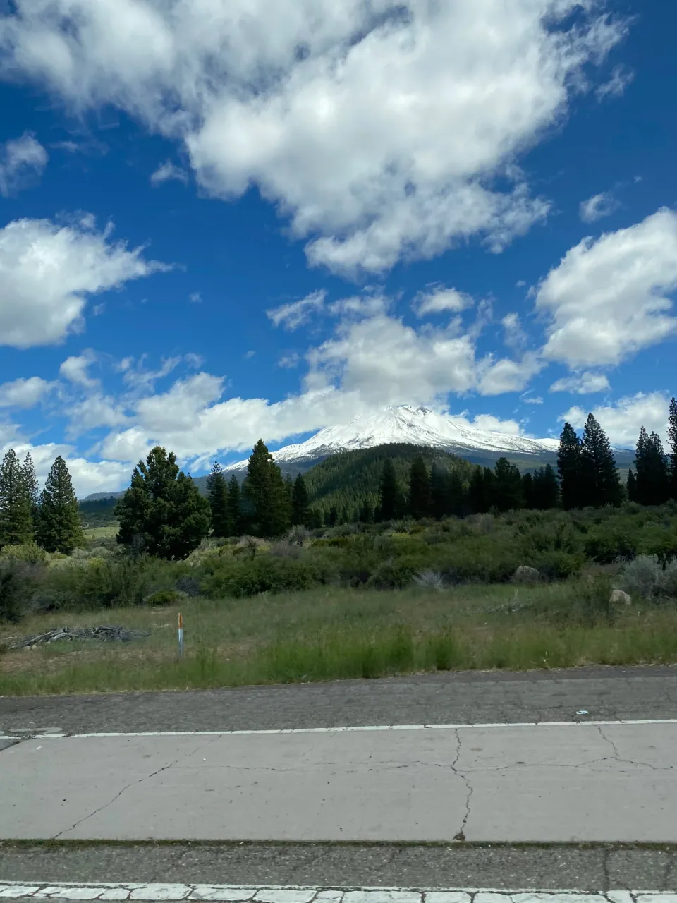 Mount Shasta above pines and a mountain meadow
