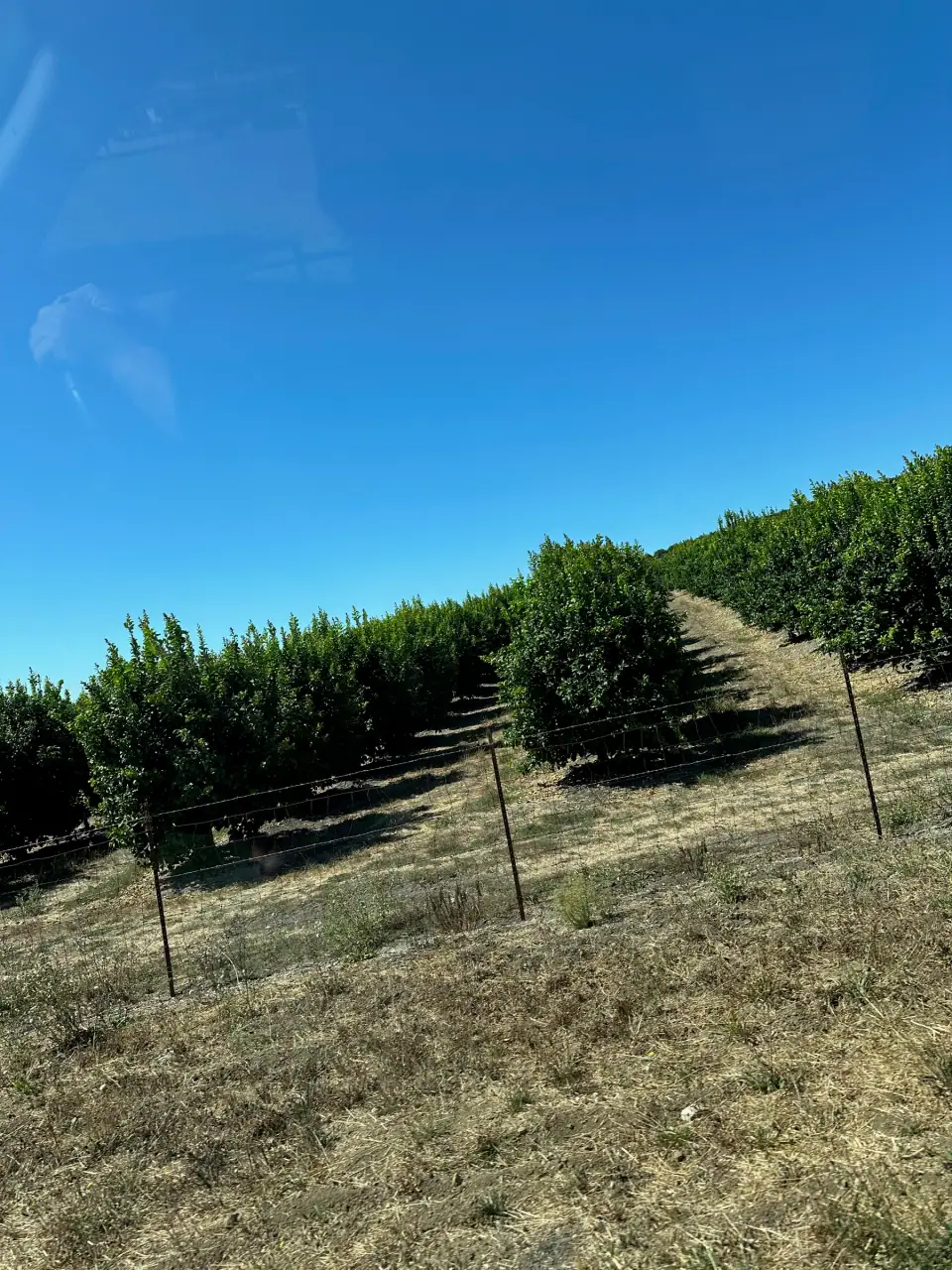 Orchard rows climbing a hillside