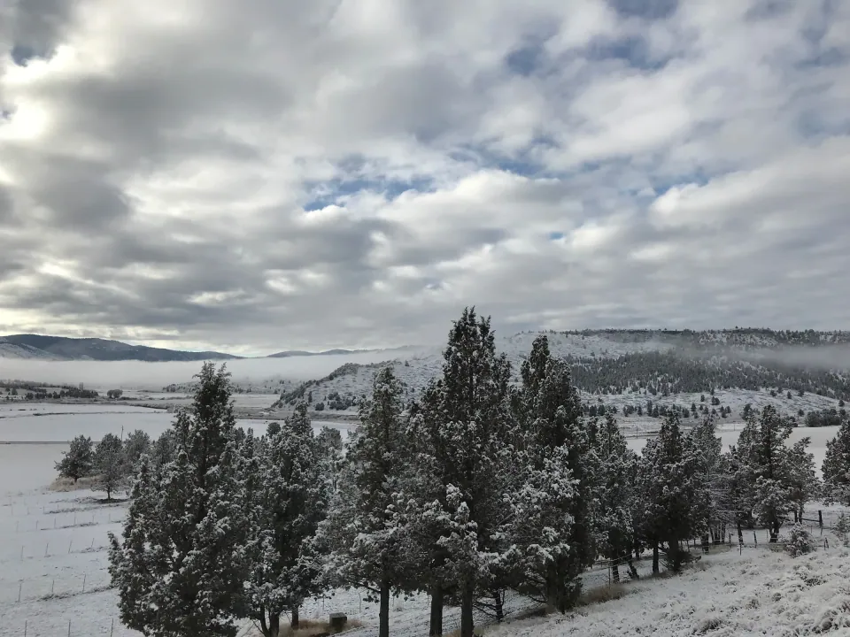 Snow on junipers above a wide valley