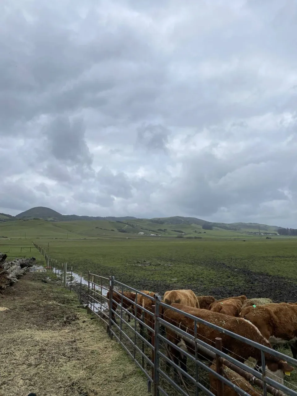 Cattle at a fence line across a wide green valley