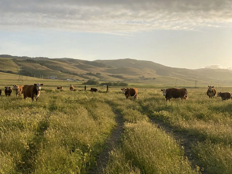 Cattle grazing in a golden field at sunrise
