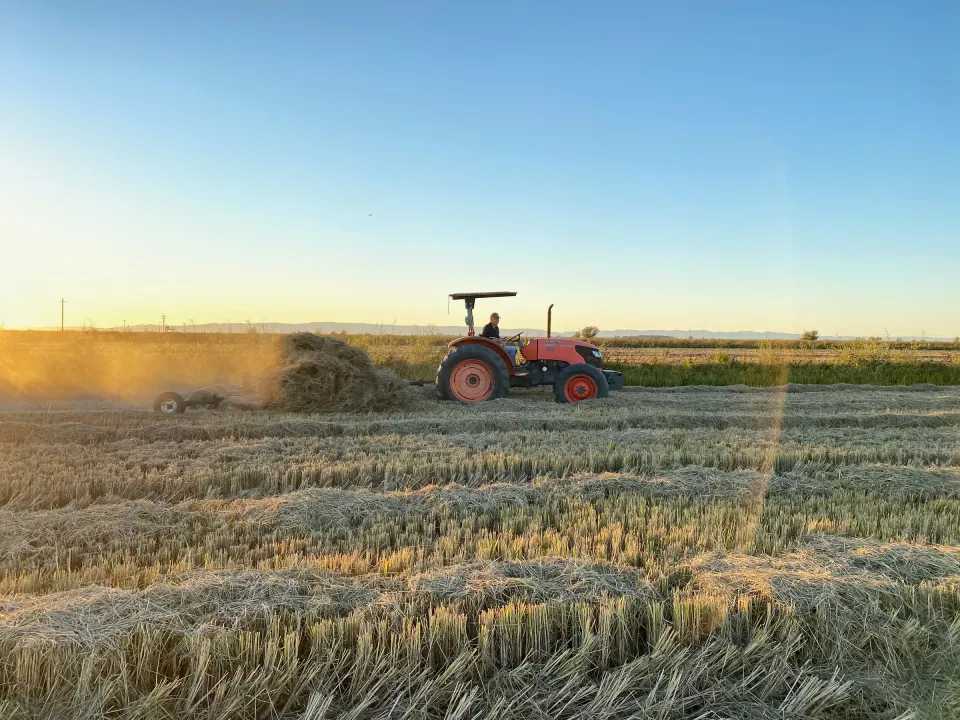 Orange tractor raking hay at sunset