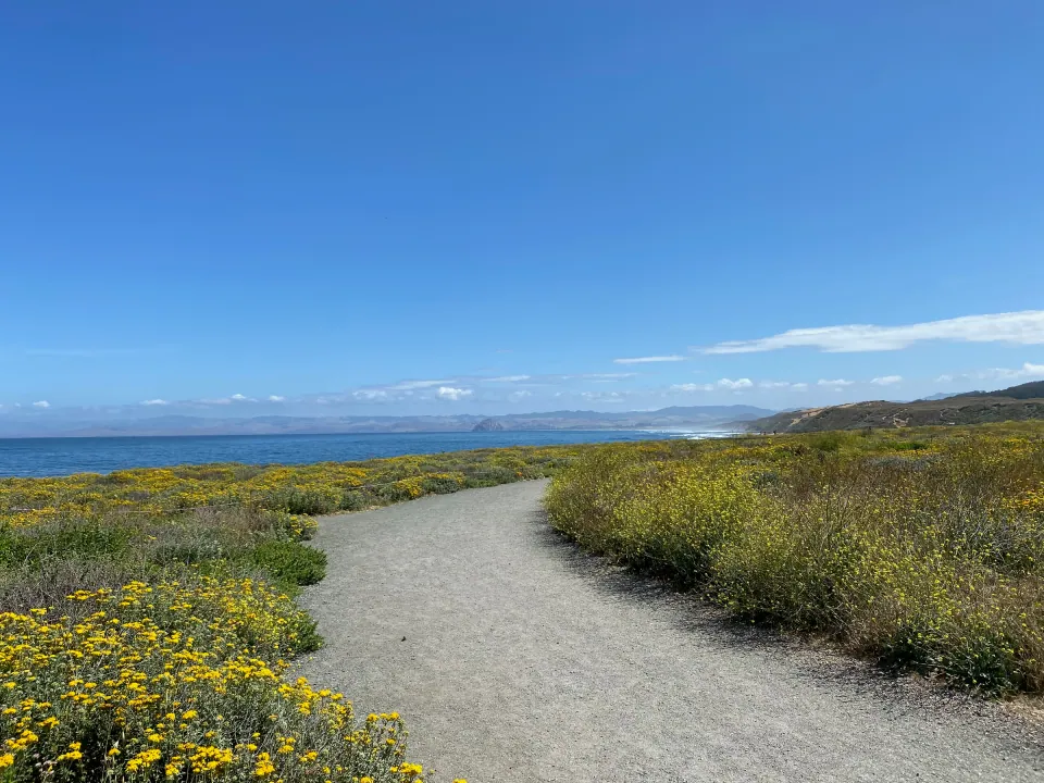 Coastal trail through yellow wildflowers toward the ocean