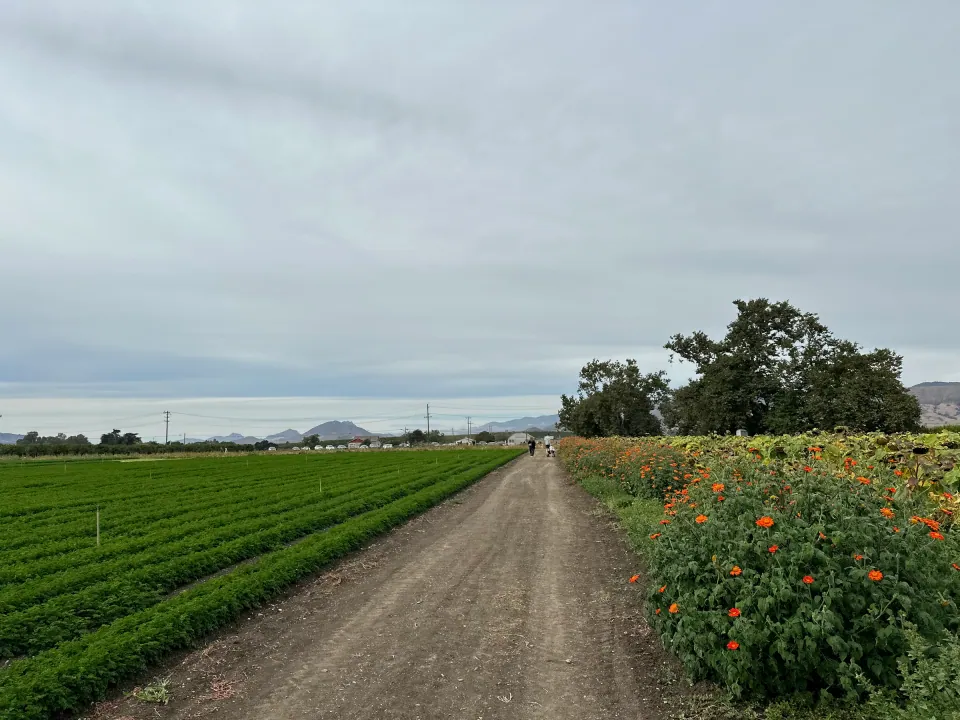 Farm road between green row crops and a field of orange flowers