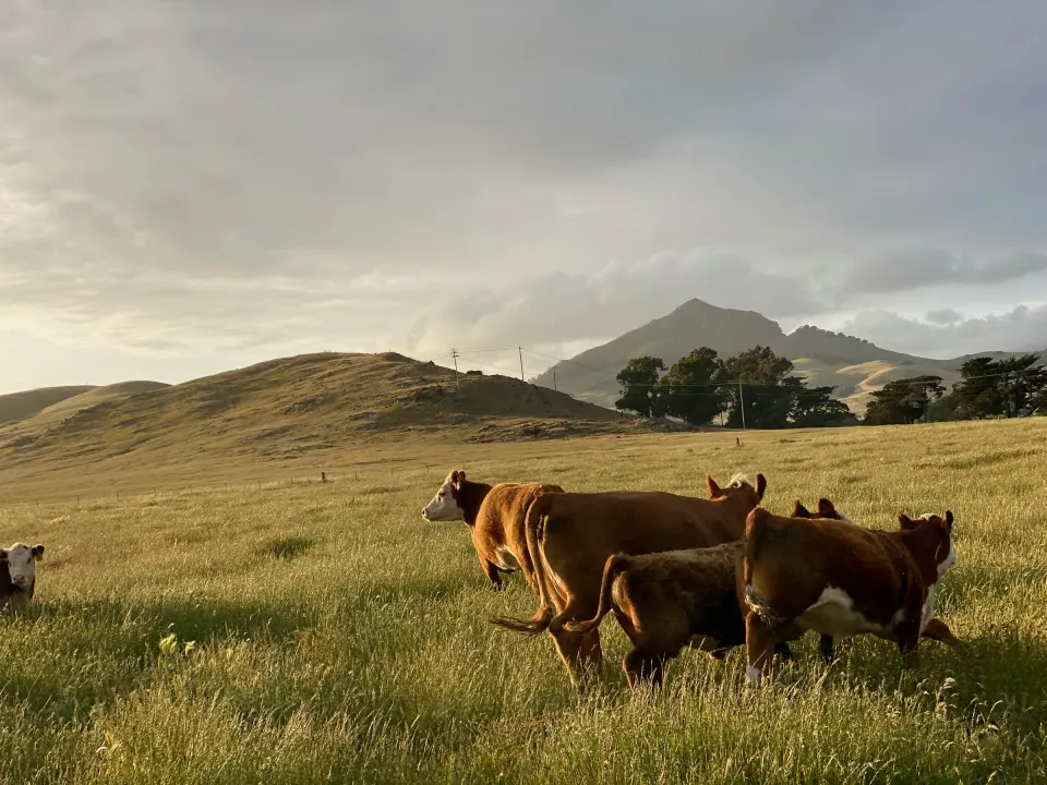 Hereford cattle in tall golden grass below the peaks