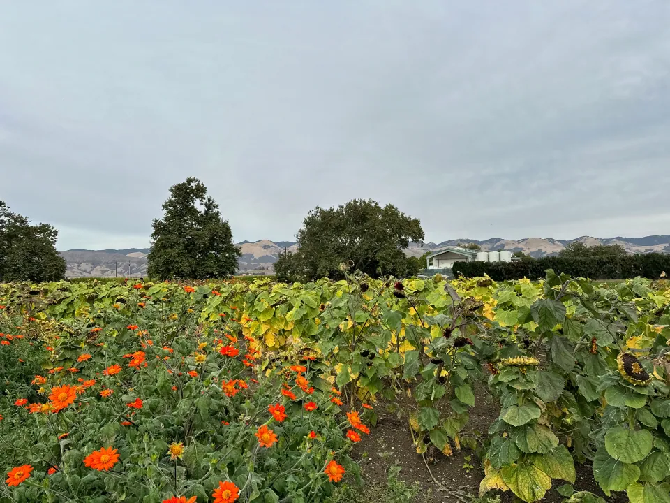 Rows of orange flowers and sunflowers in a farm field